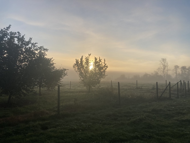 Hazel tree in the mist
